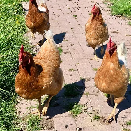 Apartmán Loft In De Polder