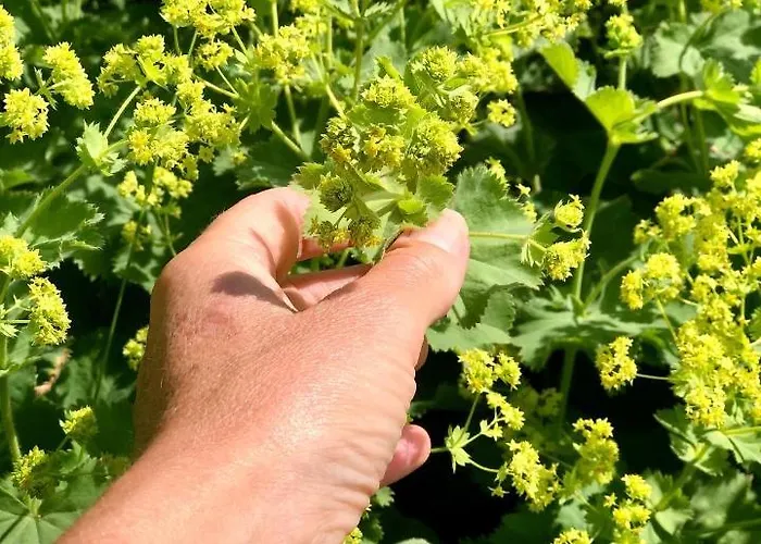 Apartment Loft In De Polder *