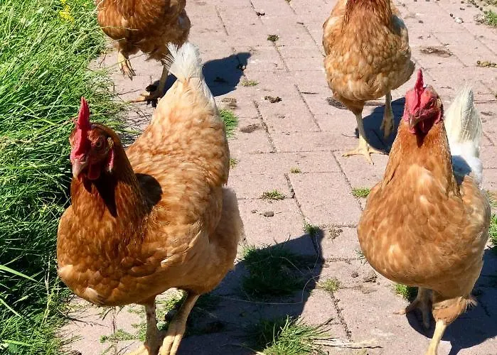 Apartment Loft In De Polder